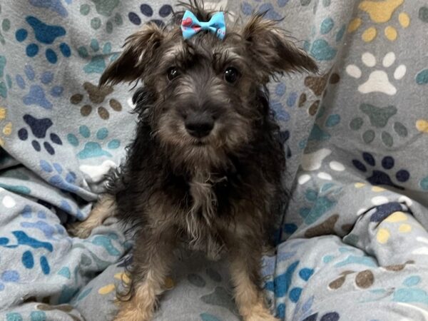 Mini Schnoodle DOG Female Salt and Pepper 21341 Petland Batavia, Illinois