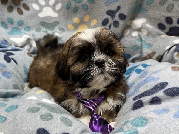 Shih Tzu DOG Male Brindle and White, Black Mask 21333 Petland Batavia, Illinois