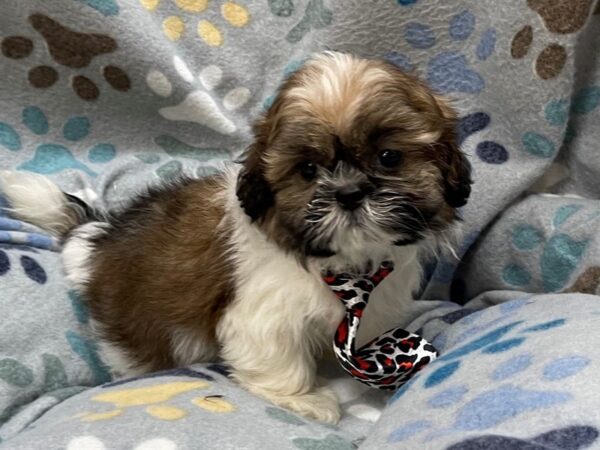 Shih Tzu DOG Male Brindle and White, Black Mask 21334 Petland Batavia, Illinois