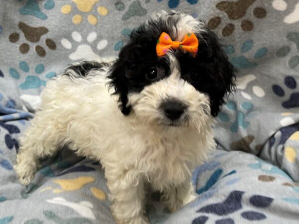 Bichon-Poo DOG Male White and Black 21332 Petland Batavia, Illinois