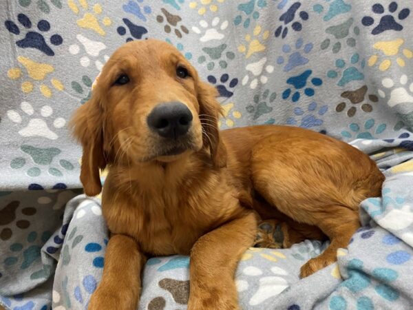 Golden Retriever DOG Female Golden 21331 Petland Batavia, Illinois