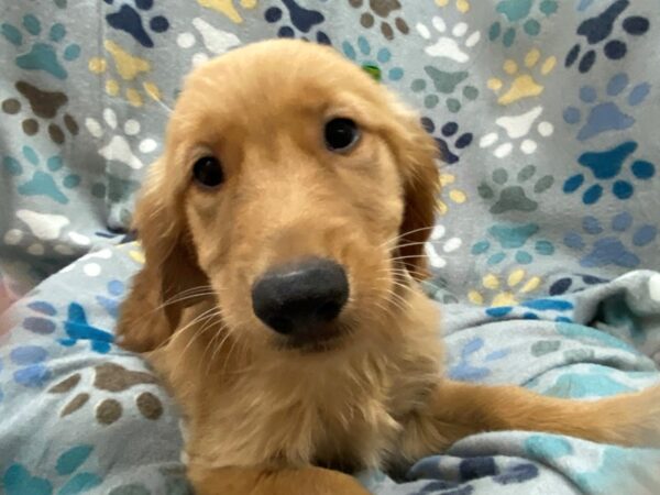 Golden Retriever-DOG-Female-Red-21335-Petland Batavia, Illinois