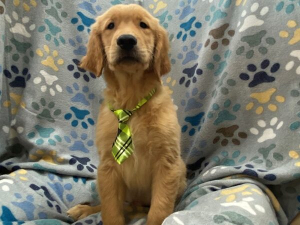 Golden Retriever DOG Male Red 21336 Petland Batavia, Illinois