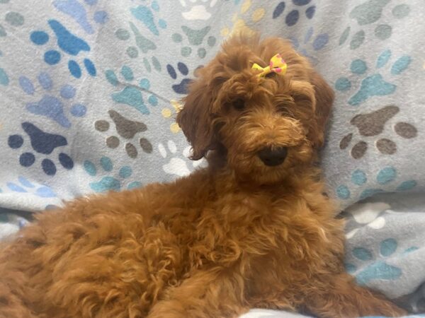 Goldendoodle 2nd Gen-DOG-Female-Red-21338-Petland Batavia, Illinois