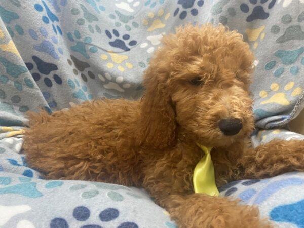 Goldendoodle 2nd Gen-DOG-Male-Red-21337-Petland Batavia, Illinois