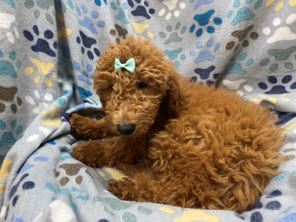 Goldendoodle Mini 2nd Gen DOG Female Red 21328 Petland Batavia, Illinois