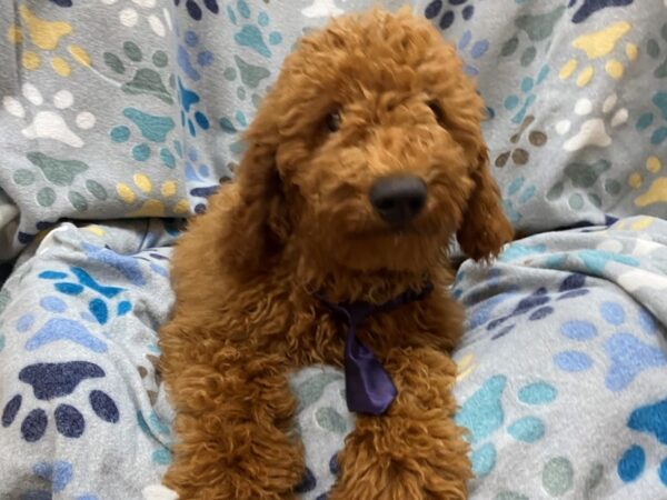 Goldendoodle Mini 2nd Gen-DOG-Male-Red-21329-Petland Batavia, Illinois
