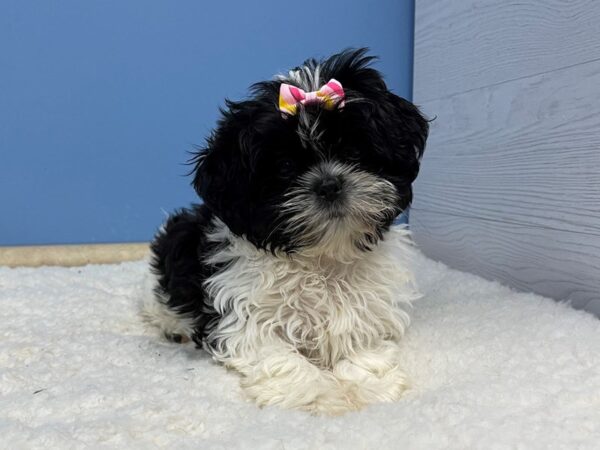 Shih Tzu DOG Female White 21347 Petland Batavia, Illinois