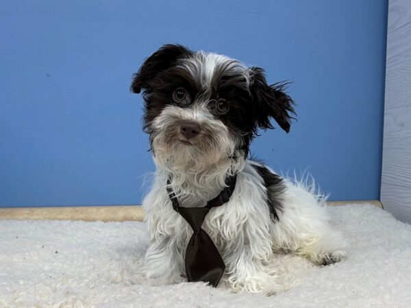 Havanese DOG Male Chocolate / White 21344 Petland Batavia, Illinois