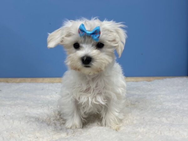 Maltese DOG Female White 21345 Petland Batavia, Illinois