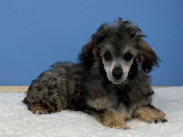 Poodle Mini DOG Female Sable 21346 Petland Batavia, Illinois