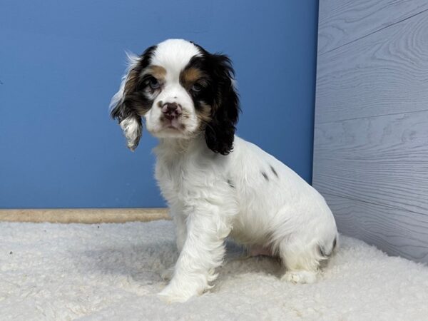 Cocker Spaniel DOG Male Chocolate & White, Tan Points 21343 Petland Batavia, Illinois