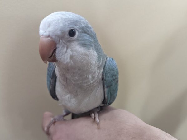 Quaker Parrot BIRD Blue 13363 Petland Batavia, Illinois