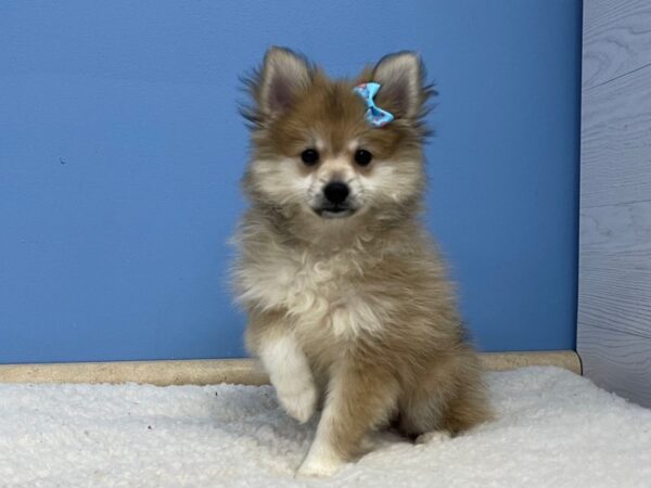 Pomeranian DOG Female Sable 21351 Petland Batavia, Illinois