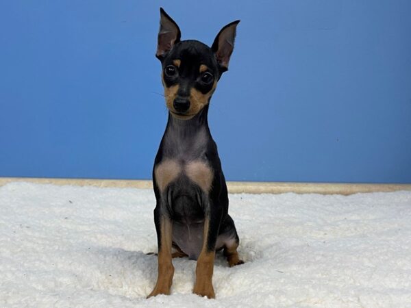 Miniature Pinscher DOG Male Black / Tan 21350 Petland Batavia, Illinois