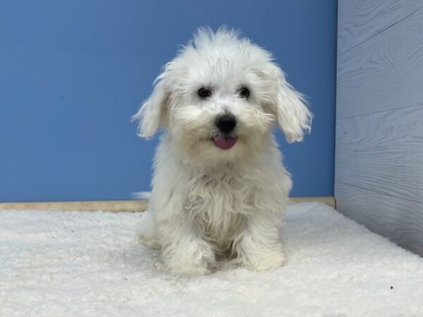 Bichon Frise DOG Male White 21348 Petland Batavia, Illinois