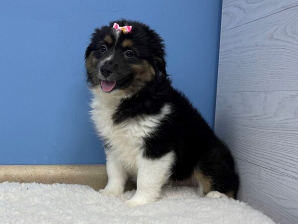 Miniature American Shepherd DOG Female Black 21349 Petland Batavia, Illinois