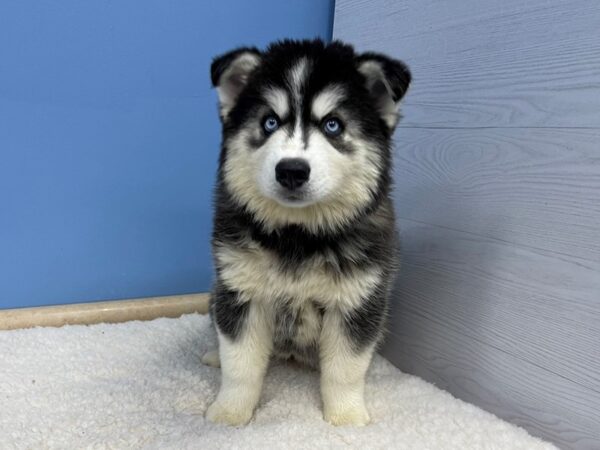 Siberian Husky DOG Female Black / White 21360 Petland Batavia, Illinois