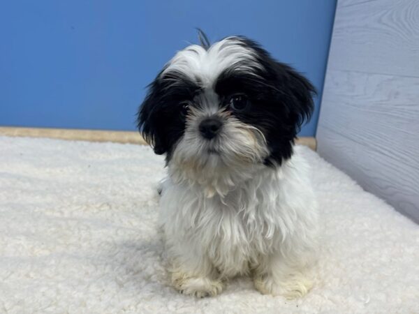 Shih Tzu DOG Male Black / White 21359 Petland Batavia, Illinois