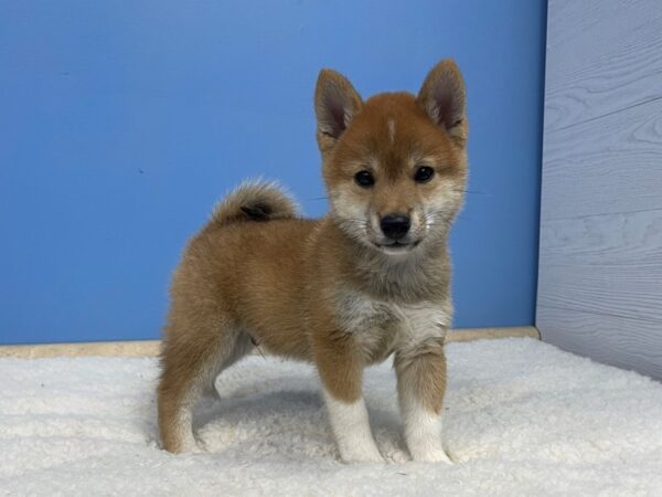 Shiba Inu DOG Male Red 21358 Petland Batavia, Illinois