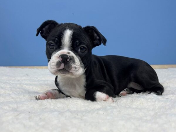 Boston Terrier DOG Female Black and White 21357 Petland Batavia, Illinois