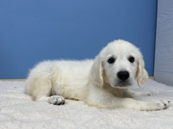 Golden Retriever DOG Male Light Golden 21355 Petland Batavia, Illinois