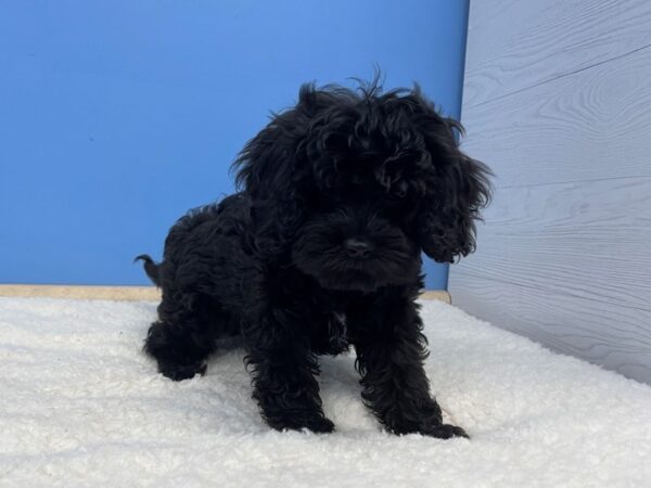 Cava Poo DOG Male Black 21353 Petland Batavia, Illinois