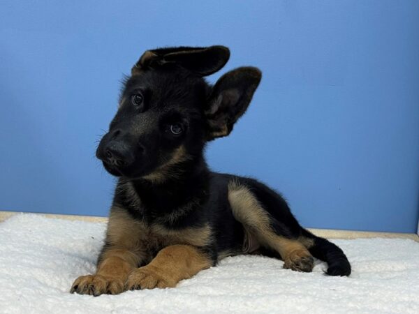 German Shepherd Dog DOG Male Black / Red 21352 Petland Batavia, Illinois