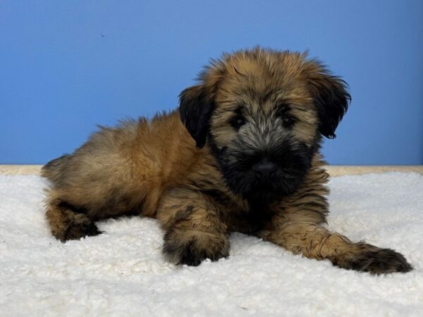 Soft Coated Wheaten Terrier DOG Male Wheaten 21365 Petland Batavia, Illinois