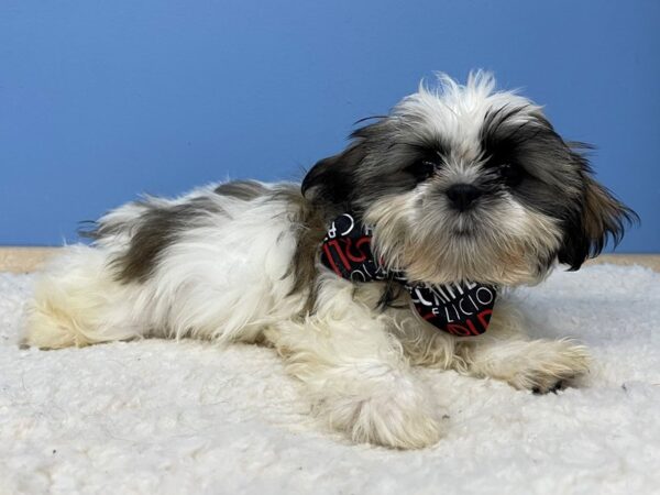 Shih Tzu DOG Male Sable / White 21364 Petland Batavia, Illinois