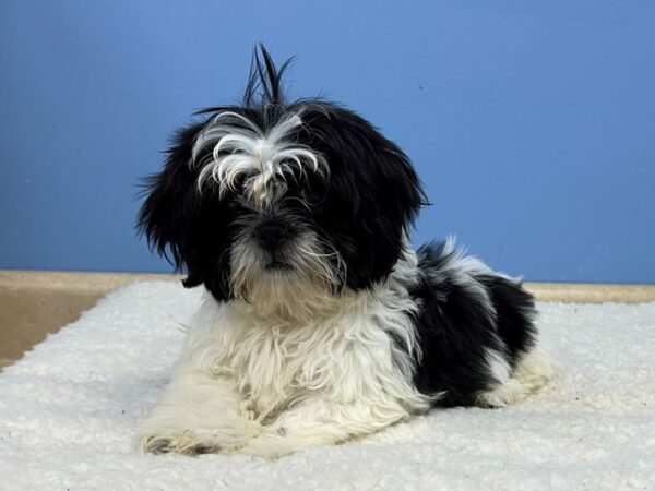 Shih Tzu DOG Male Black / White 21363 Petland Batavia, Illinois