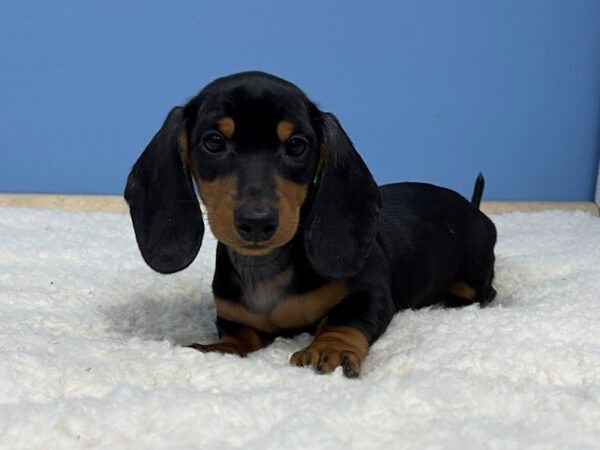 Dachshund DOG Female Black / Tan 21362 Petland Batavia, Illinois