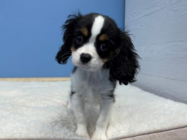 Cavalier King Charles Spaniel DOG Male Tri-Colored 21361 Petland Batavia, Illinois