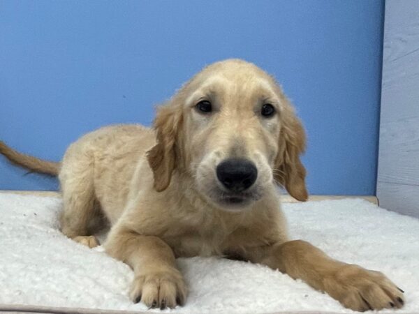 Golden Retriever DOG Male Red 21376 Petland Batavia, Illinois