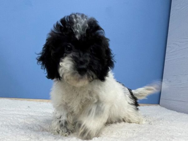 Bichon-Poo DOG Male White and Black 21375 Petland Batavia, Illinois