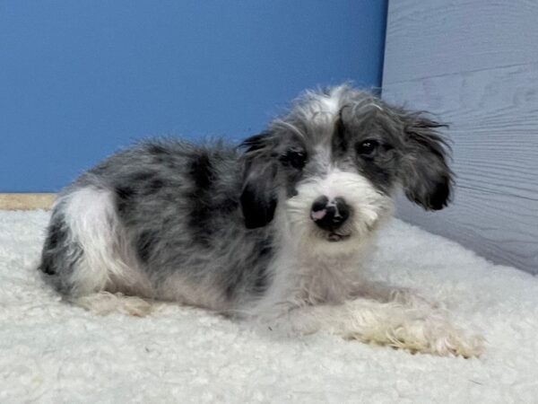 Miniature Schnauzer DOG Male Blue Merle Parti 21374 Petland Batavia, Illinois