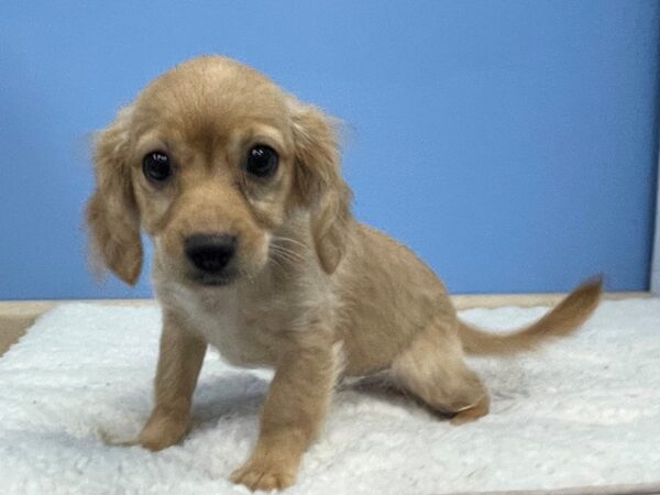 Cavachon-DOG-Female-Blenheim-21372-Petland Batavia, Illinois