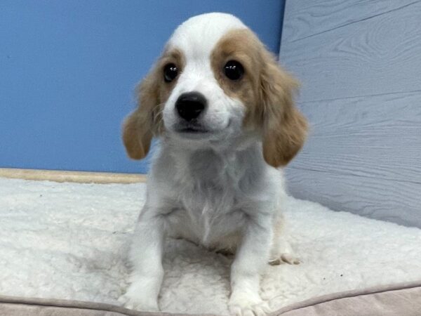 Cavachon-DOG-Male-Blenheim and White-21371-Petland Batavia, Illinois