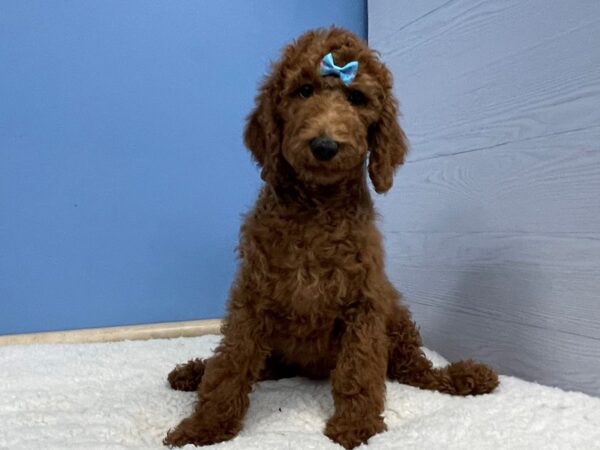 Goldendoodle 2nd Generation DOG Female Red 21368 Petland Batavia, Illinois