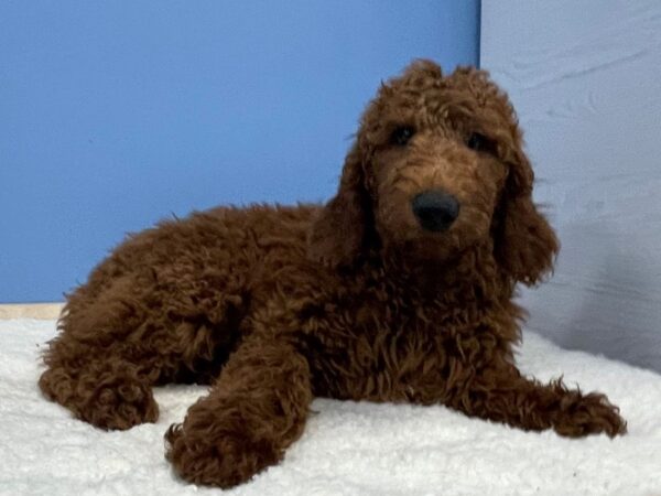 Goldendoodle 2nd Generation DOG Male Red 21367 Petland Batavia, Illinois