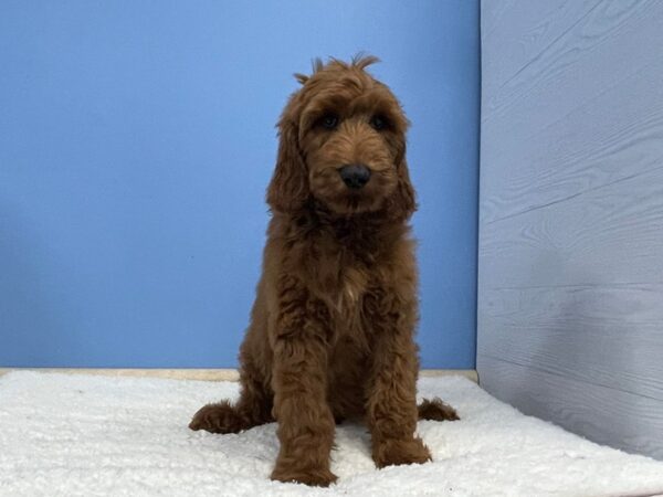 Goldendoodle 2nd Generation DOG Male Red 21366 Petland Batavia, Illinois