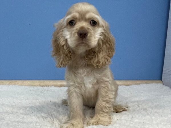 Cocker Spaniel DOG Male Buff 21369 Petland Batavia, Illinois