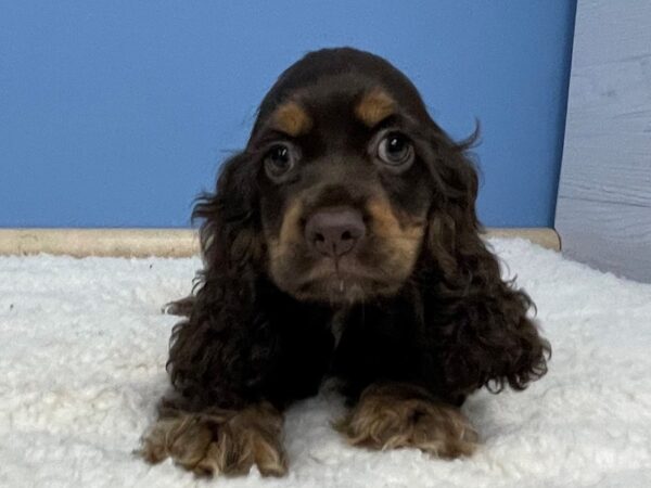 Cocker Spaniel DOG Female Chocolate, Tan Points 21370 Petland Batavia, Illinois