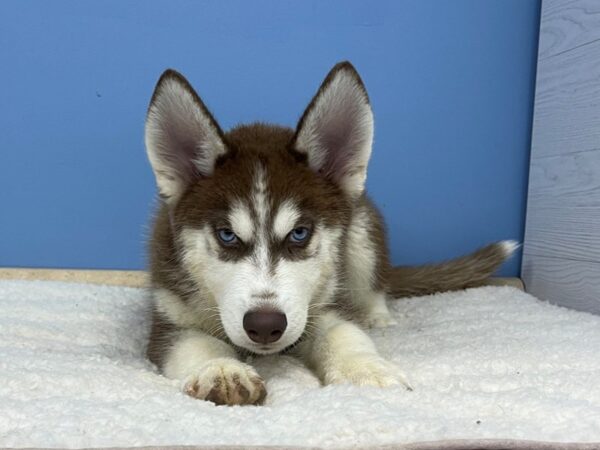 Siberian Husky DOG Male Red / White 21389 Petland Batavia, Illinois