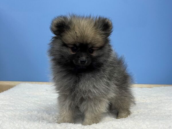 Pomeranian Dog Male dark fawn 21388 Petland Batavia, Illinois