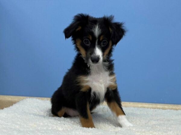 Miniature American Shepherd-DOG-Female-Black-21387-Petland Batavia, Illinois