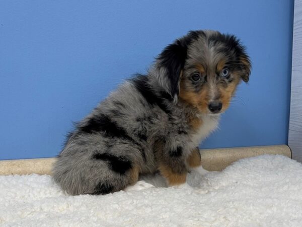 Miniature American Shepherd DOG Female Blue Merle 21386 Petland Batavia, Illinois