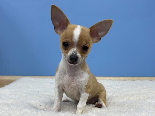 Chihuahua DOG Male Fawn 21382 Petland Batavia, Illinois