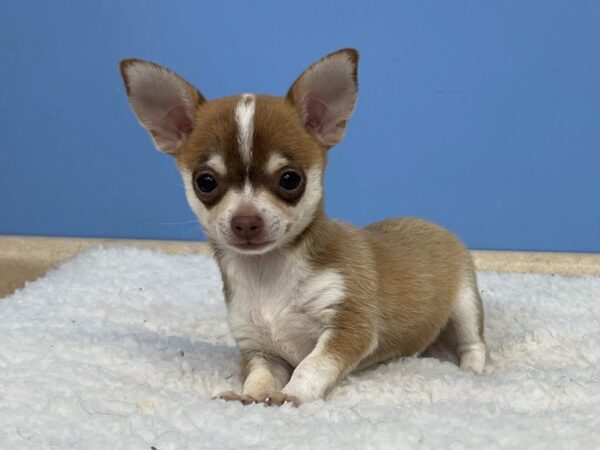 Chihuahua DOG Male Fawn 21381 Petland Batavia, Illinois