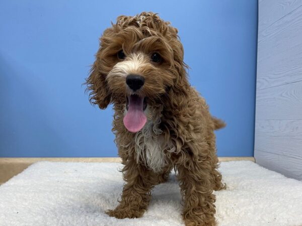 Cock A Poo-DOG-Male-Golden-21378-Petland Batavia, Illinois